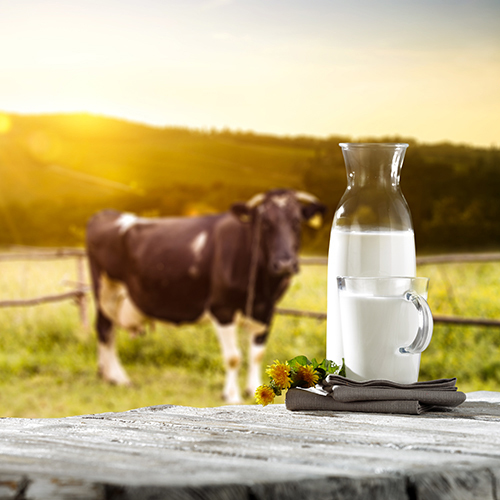 Glass of milk with cow