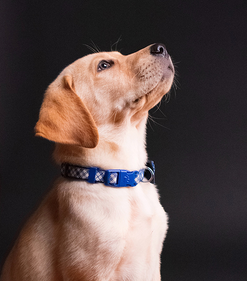 Alimentos para mascotas